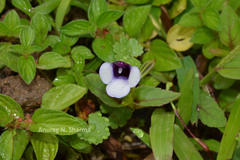 Torenia bicolor